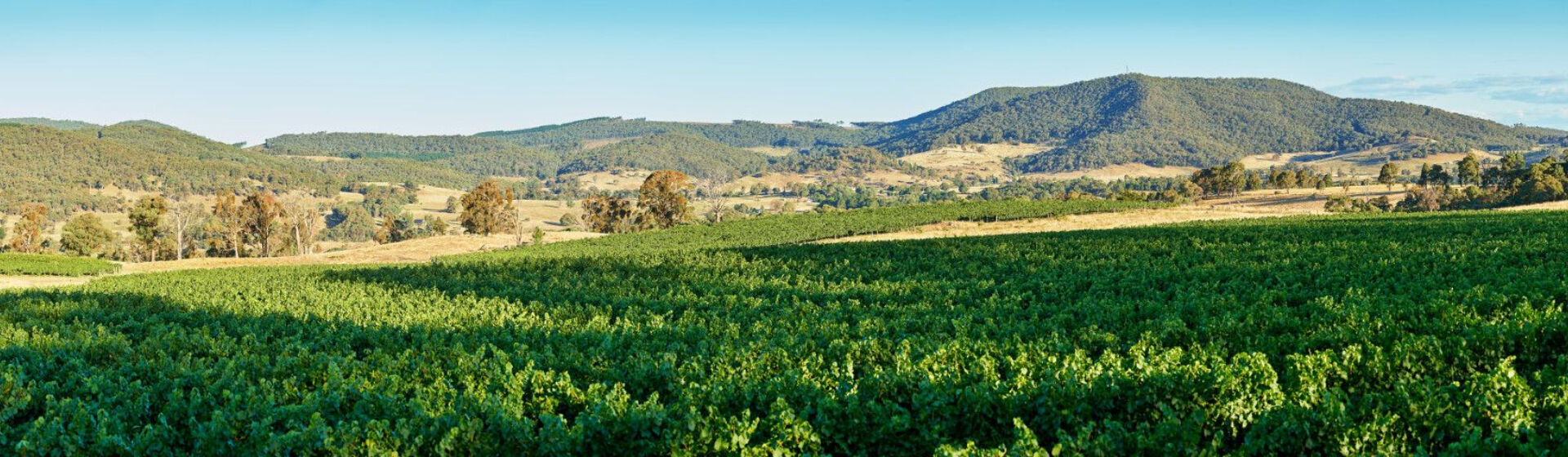 The Penfolds Chardonnay Story