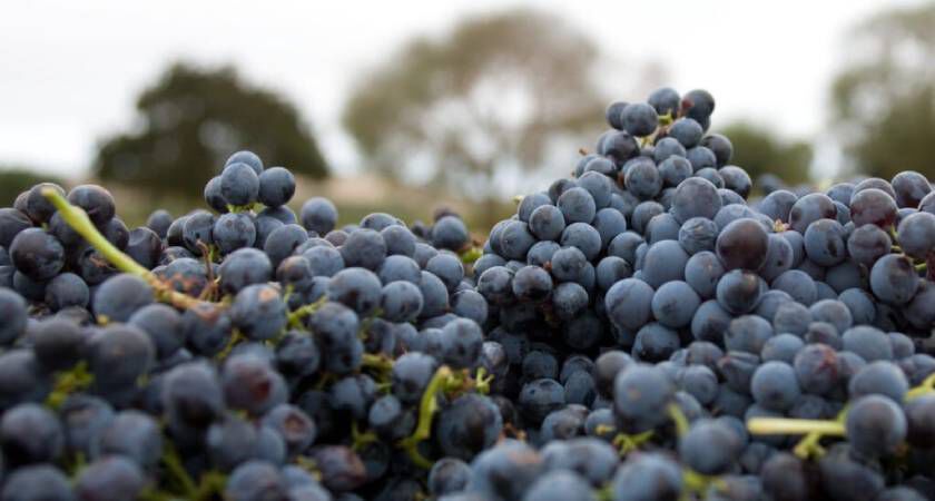 Cabernet Shiraz Grapes