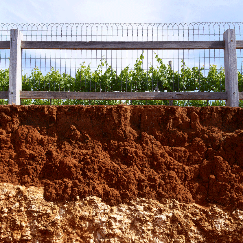 The terra rossa soils of Coonawarra