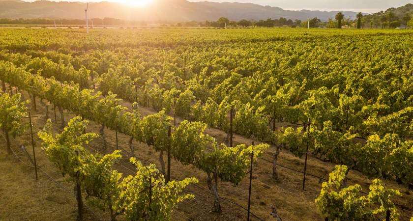 Californian Vineyard