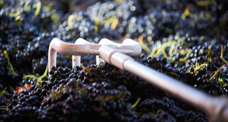 Shiraz Grapes