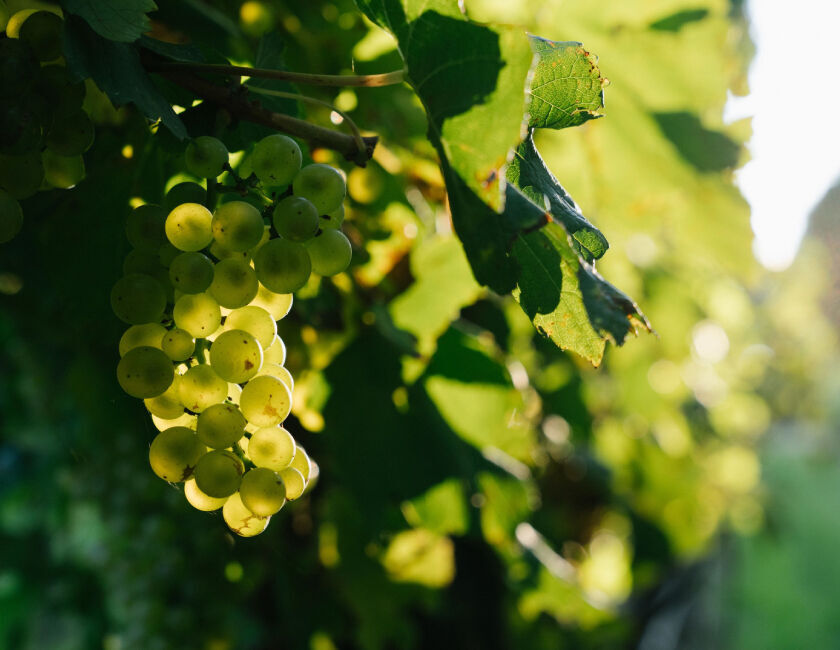 Penfolds Chardonnay Grapes on Vine