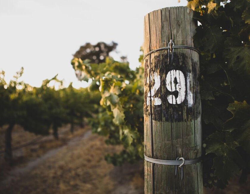 Close up of Paso Robles Vineyards