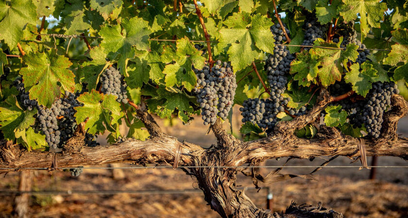 Oakville Vineyard in the Napa Valley Vines and Grapes