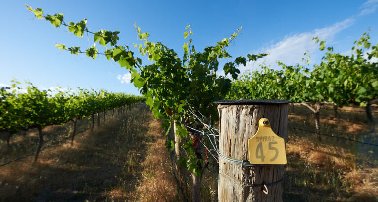 Shiraz 45 Vineyard