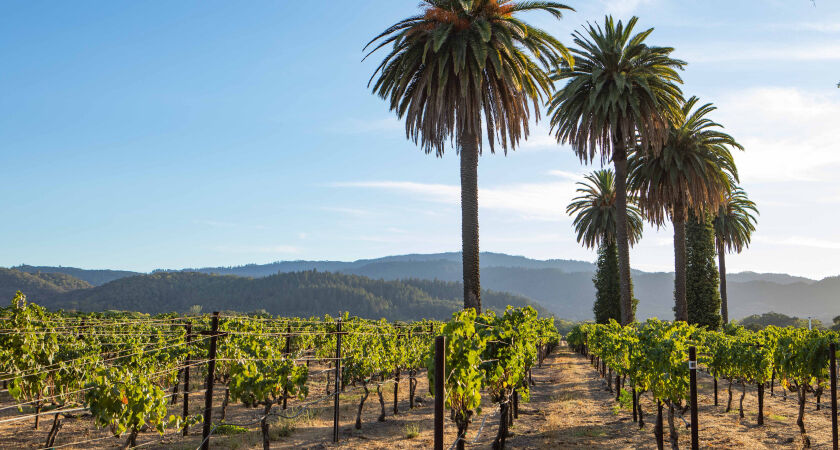 Oakville Vineyard in the Napa Valley and Palm trees