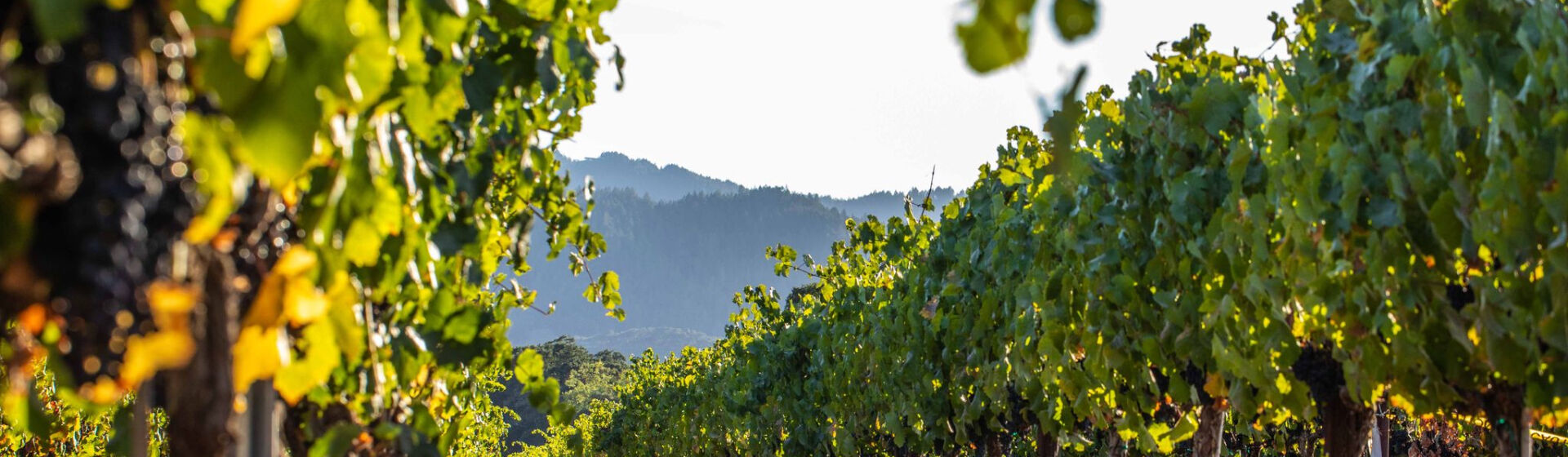 Oakville, Napa Valley vineyard