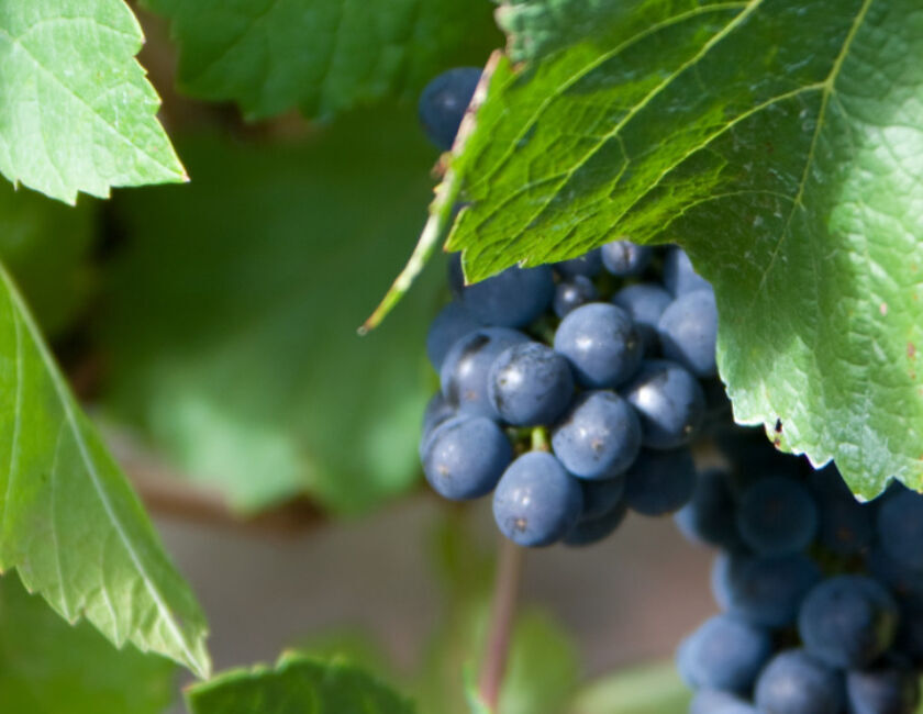 Pinot Noir Grapes