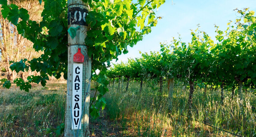 Penfolds Vineyard Cabernet Sauvignon
