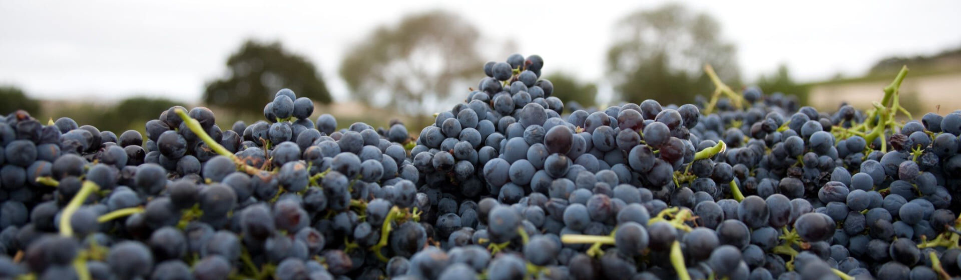 Penfolds Shiraz Cabernet Article