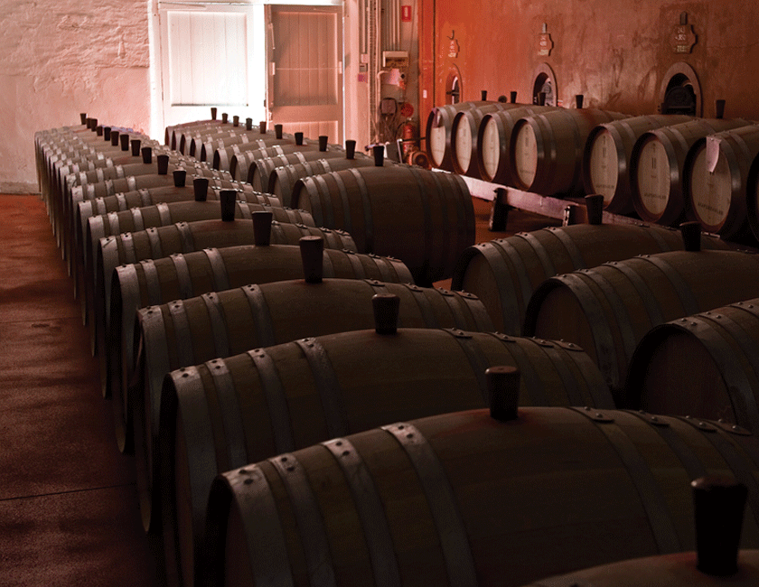 Large St Henri barrels at Magill Estate