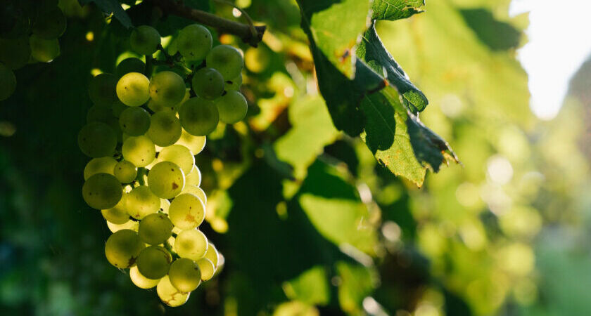 Penfolds Chardonnay Story
