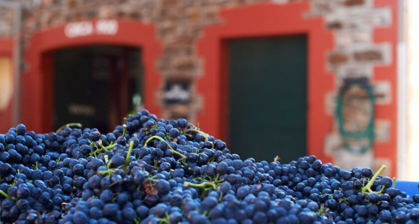 Penfolds Cabernet Shiraz
