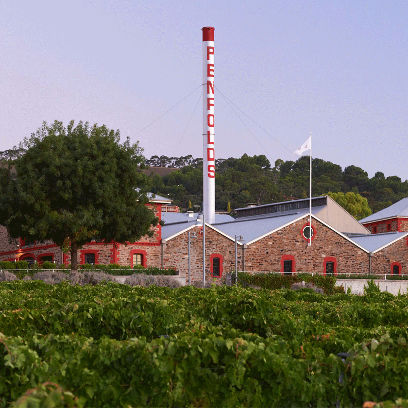Magill Estate vineyard. Buildings visible behind the vines.