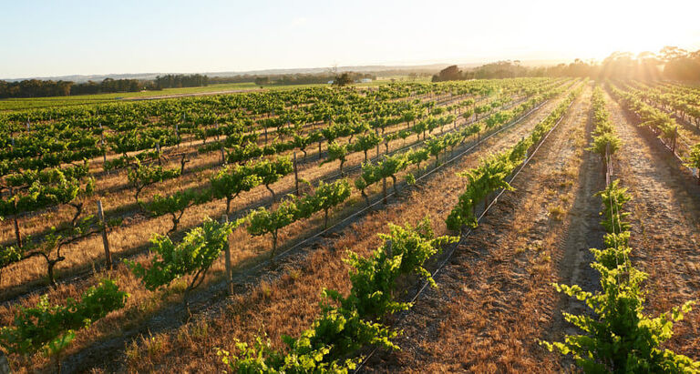 Shiraz Vineyard
