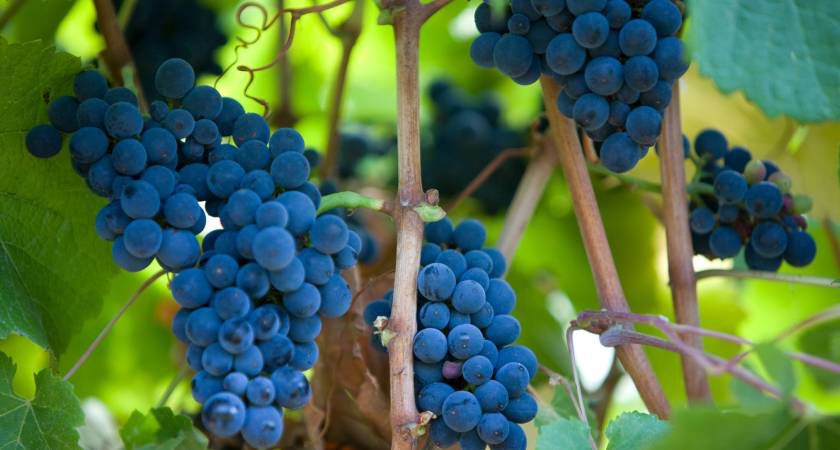 Penfolds vintage Pinot Noir grapes on vine 2