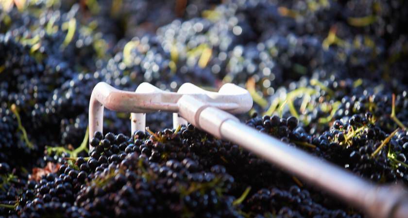 Penfolds Shiraz Grapes