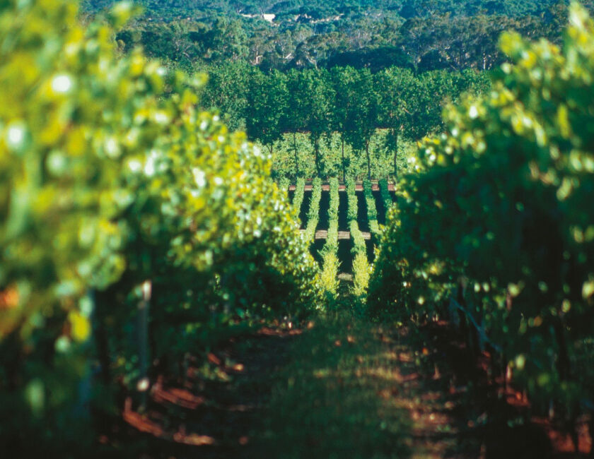 Penfolds Vineyard