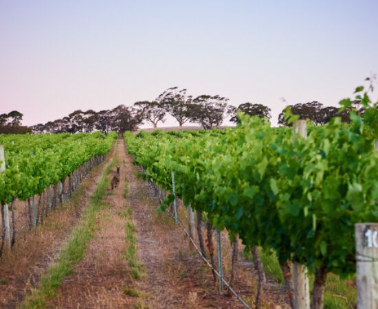 Penfolds Regions