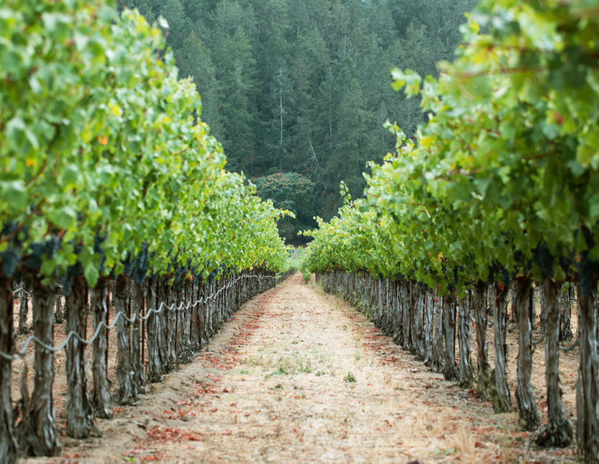 Penfolds Vineyard
