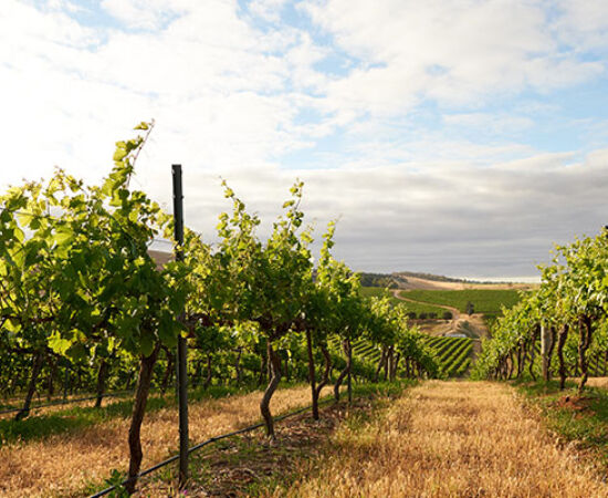 Penfolds Vineyard