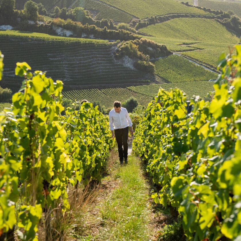 Peter Gago, Chief Winemaker in the Champagne vineyard