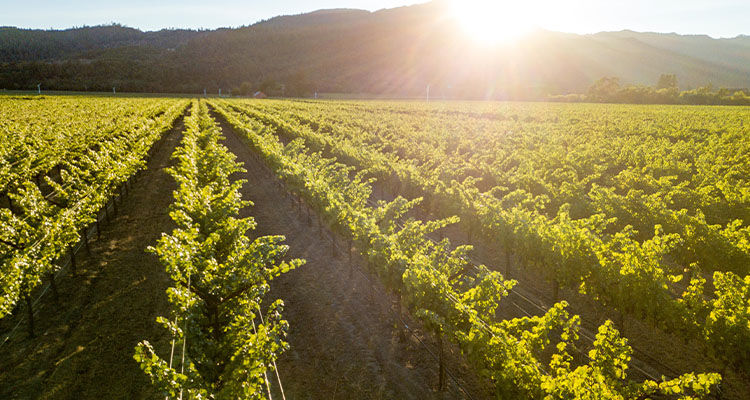 Multi-Country Winemaking