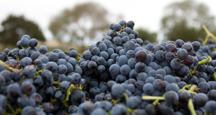 Penfolds Cabernet Shiraz Grapes 