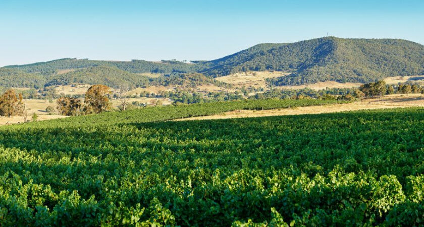 Penfolds White Wine Vineyard