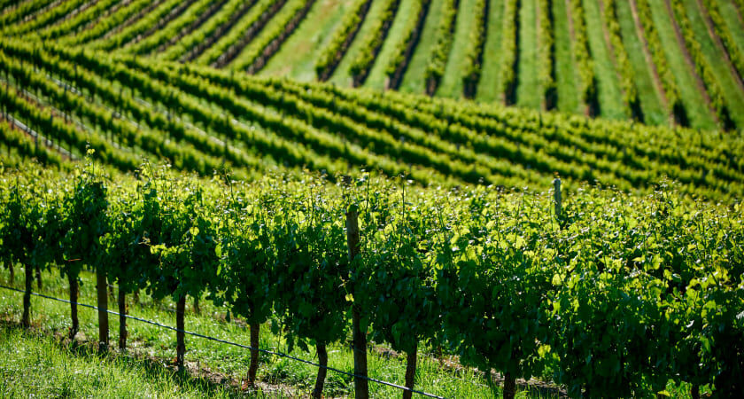 Penfolds Chardonnay Grapes