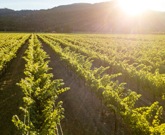 Penfolds Vineyard with sun setting