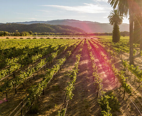 Penfolds Vineyard