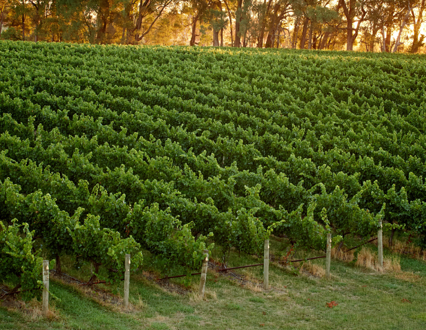 Penfolds vineyard