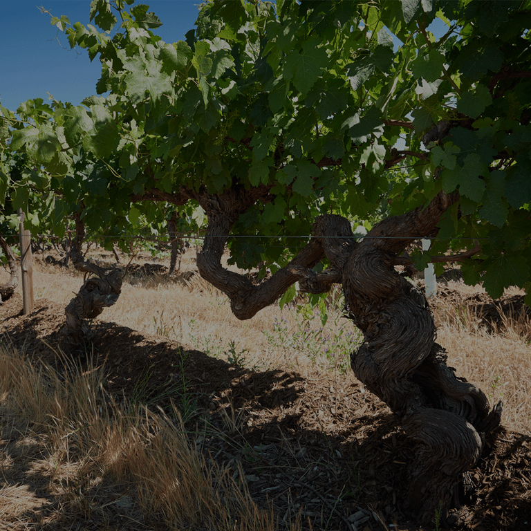 Penfolds Vineyard