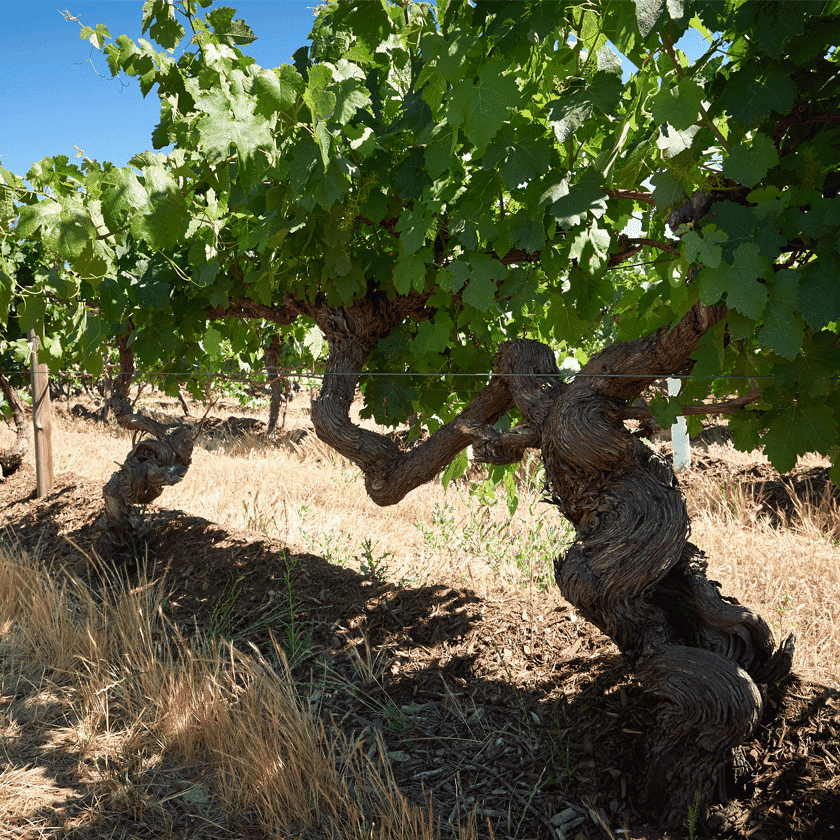 Barossa Valley Block 42