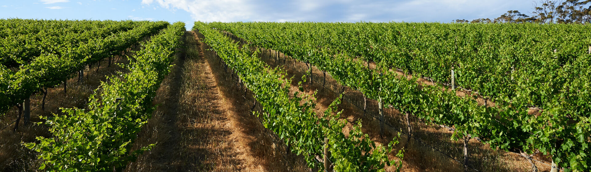 Penfolds Vineyard