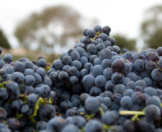 Penfolds Ranges