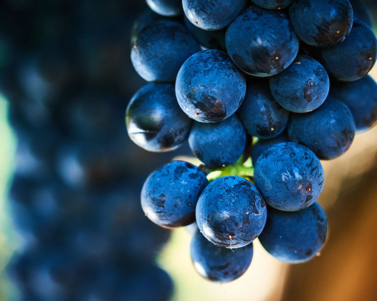 Close up of grapes
